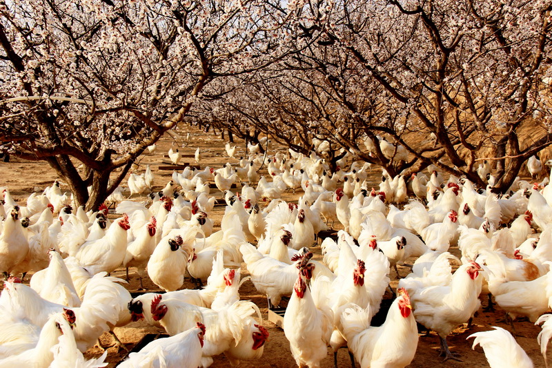 隆德山区养鸡场